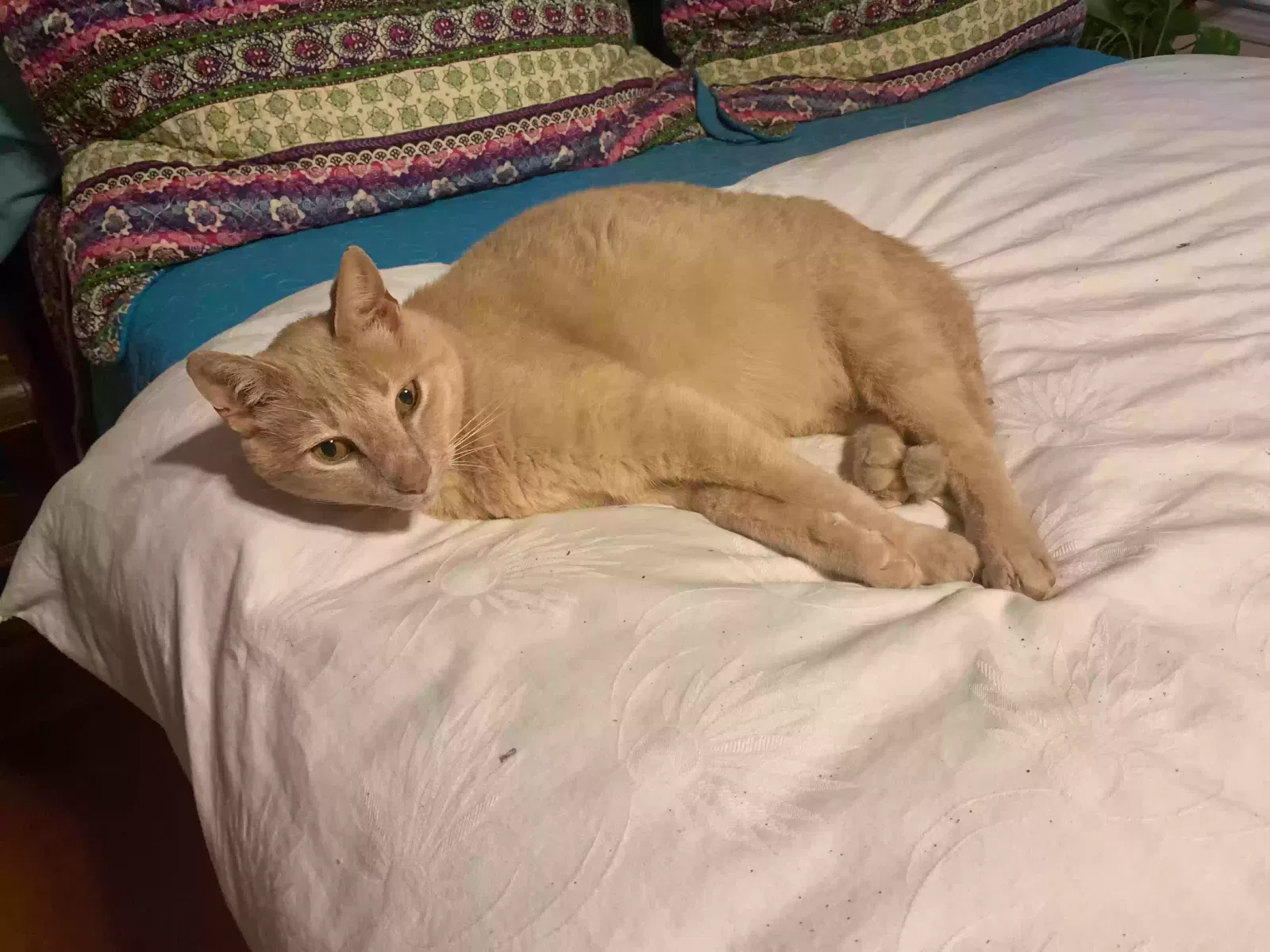Lost cat in Atlanta, GA, 30329