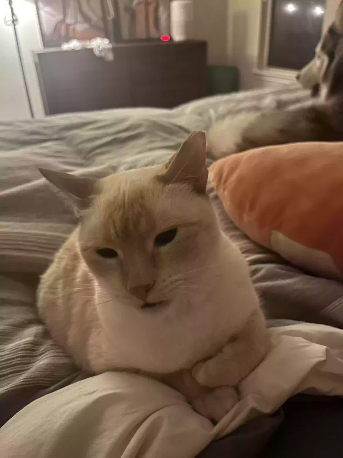 Lost cat in Spring, TX, 77389