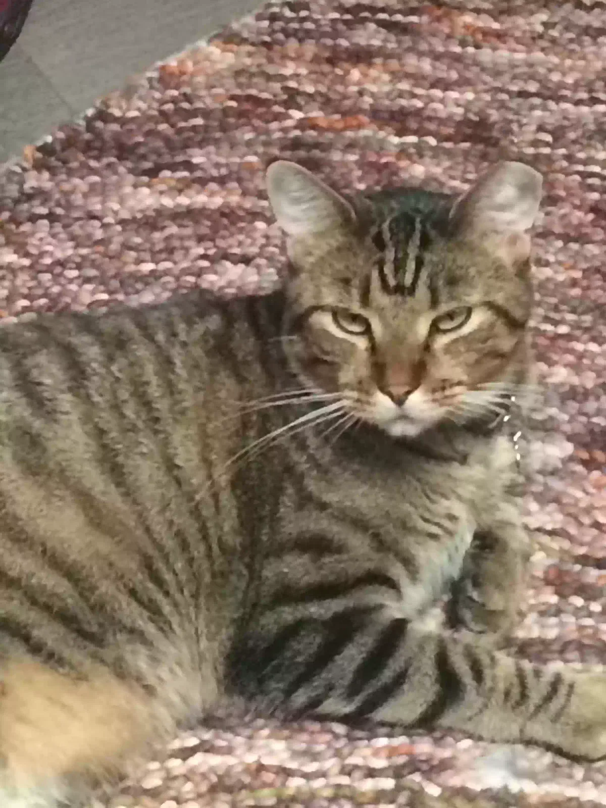 Lost cat in Hurst, TX, 76054