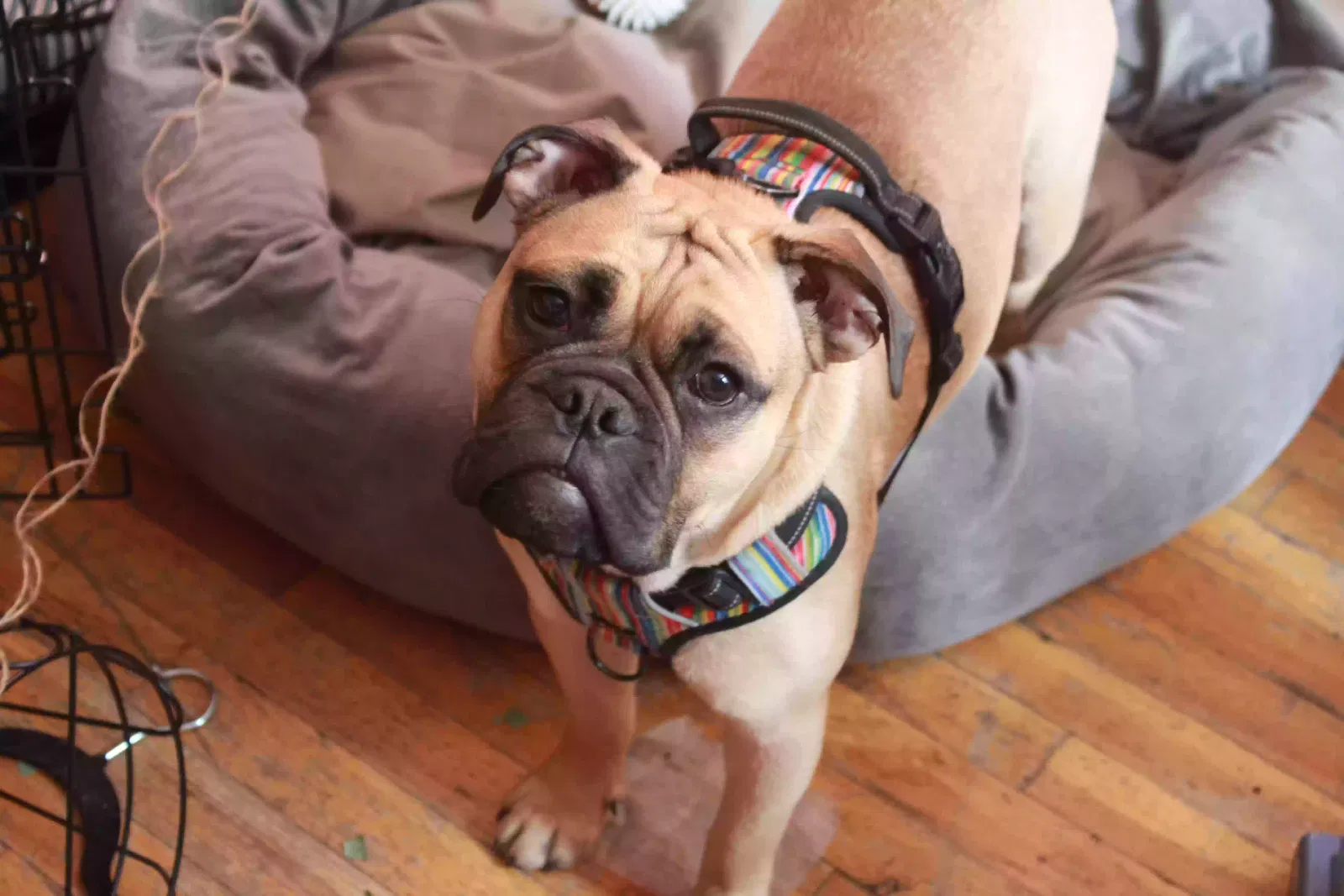 Lost dog in Massapequa, NY, 11758