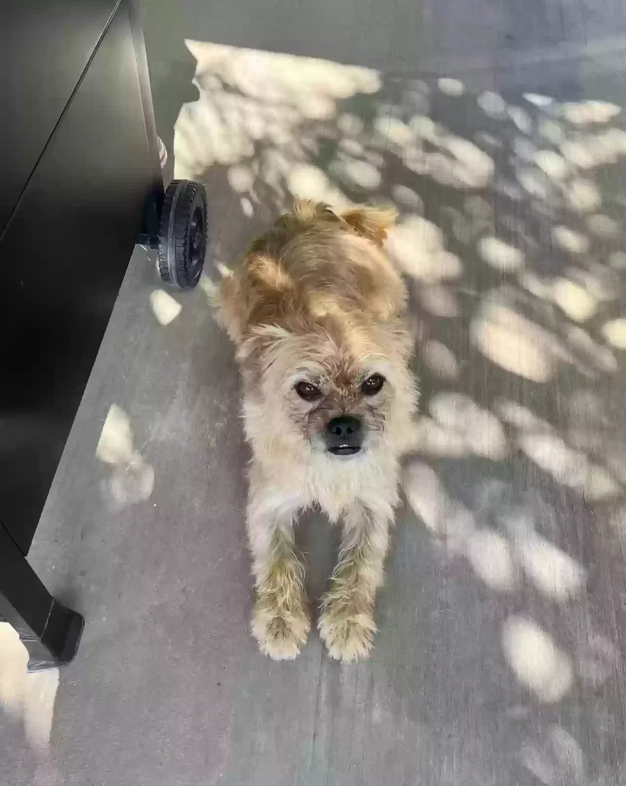 Lost dog in Bloomington, CA, 92316
