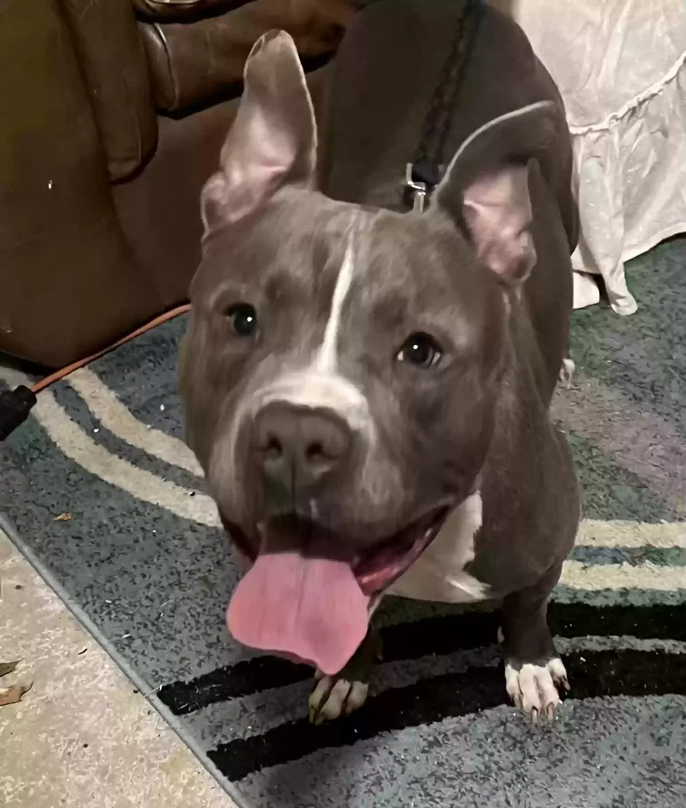 Found dog in Murfreesboro, TN, 37129