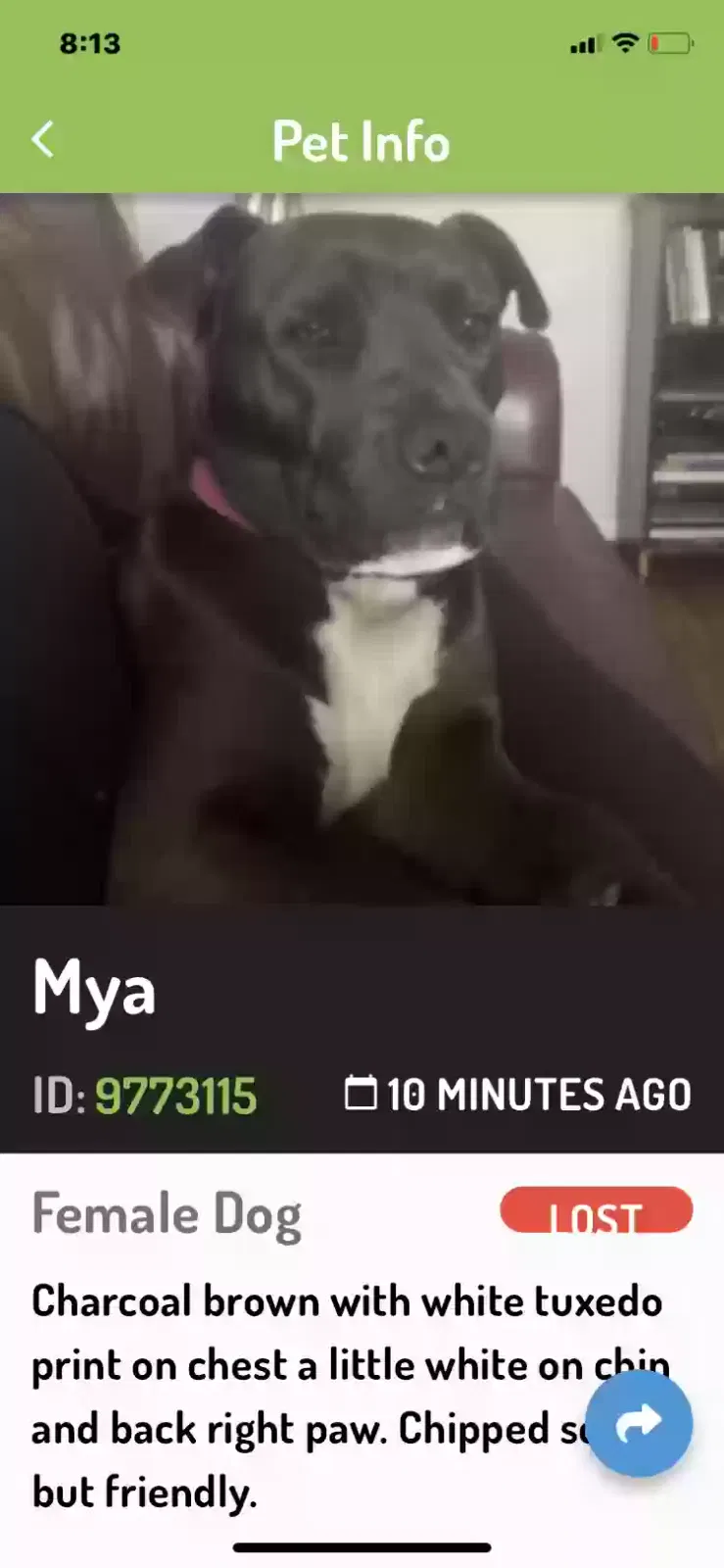 Lost dog in Riverdale, IL, 60827