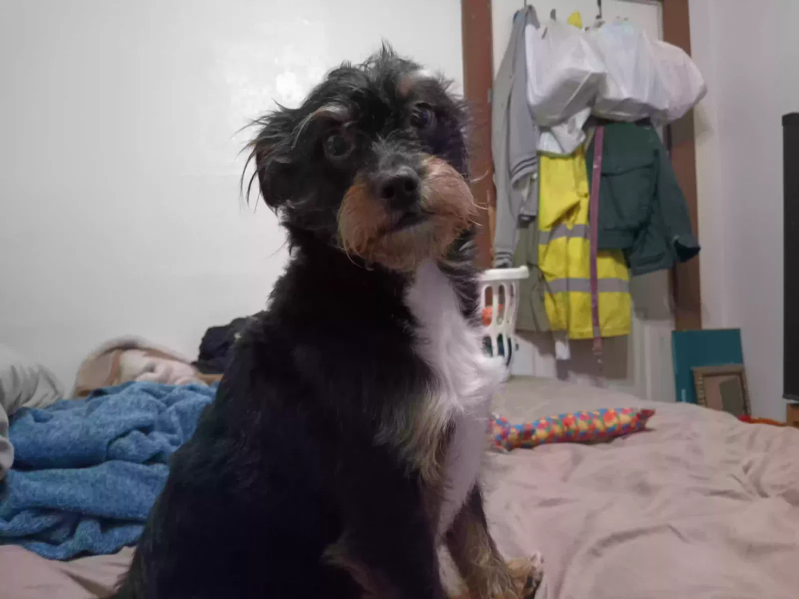 Lost dog in Antioch, CA, 94509