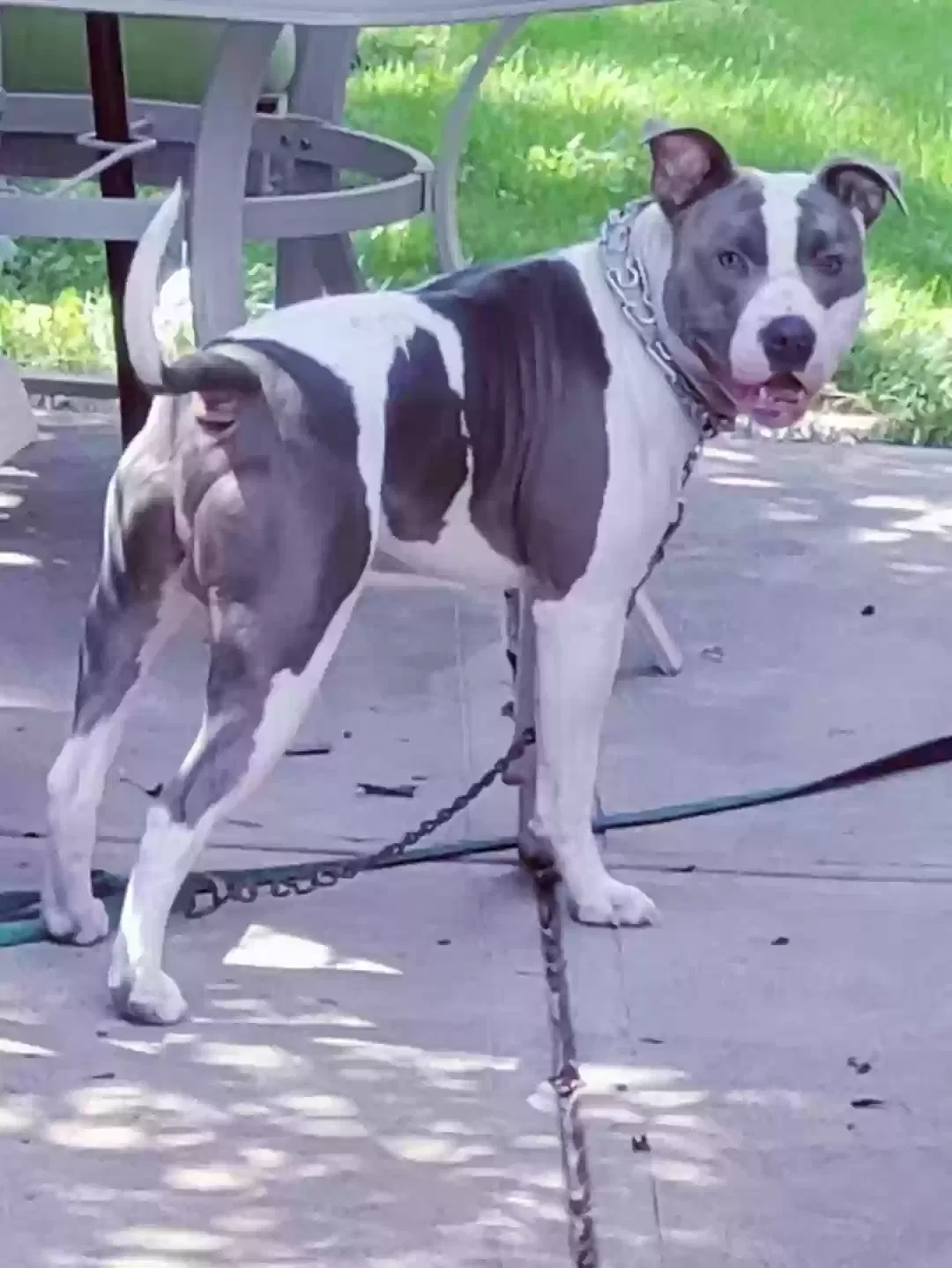 Lost dog in Cleveland, OH, 44105