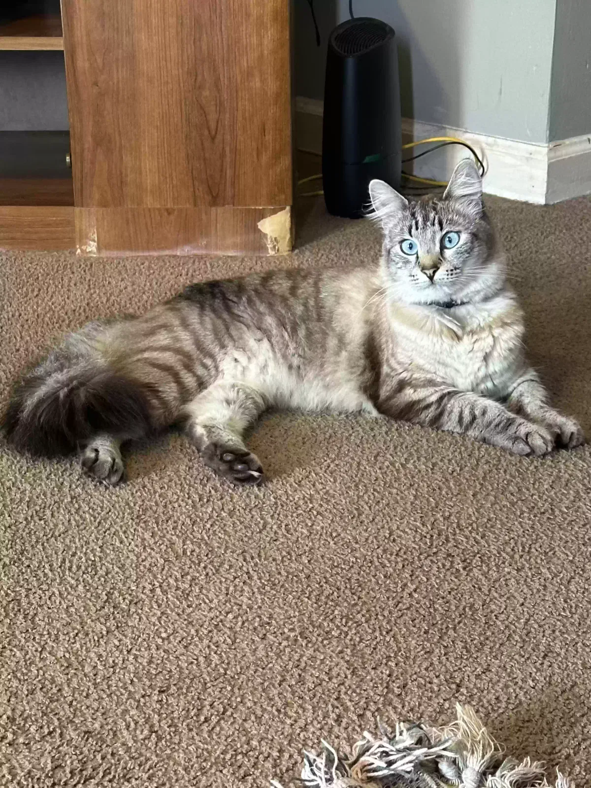 Lost cat in Louisville, KY, 40272