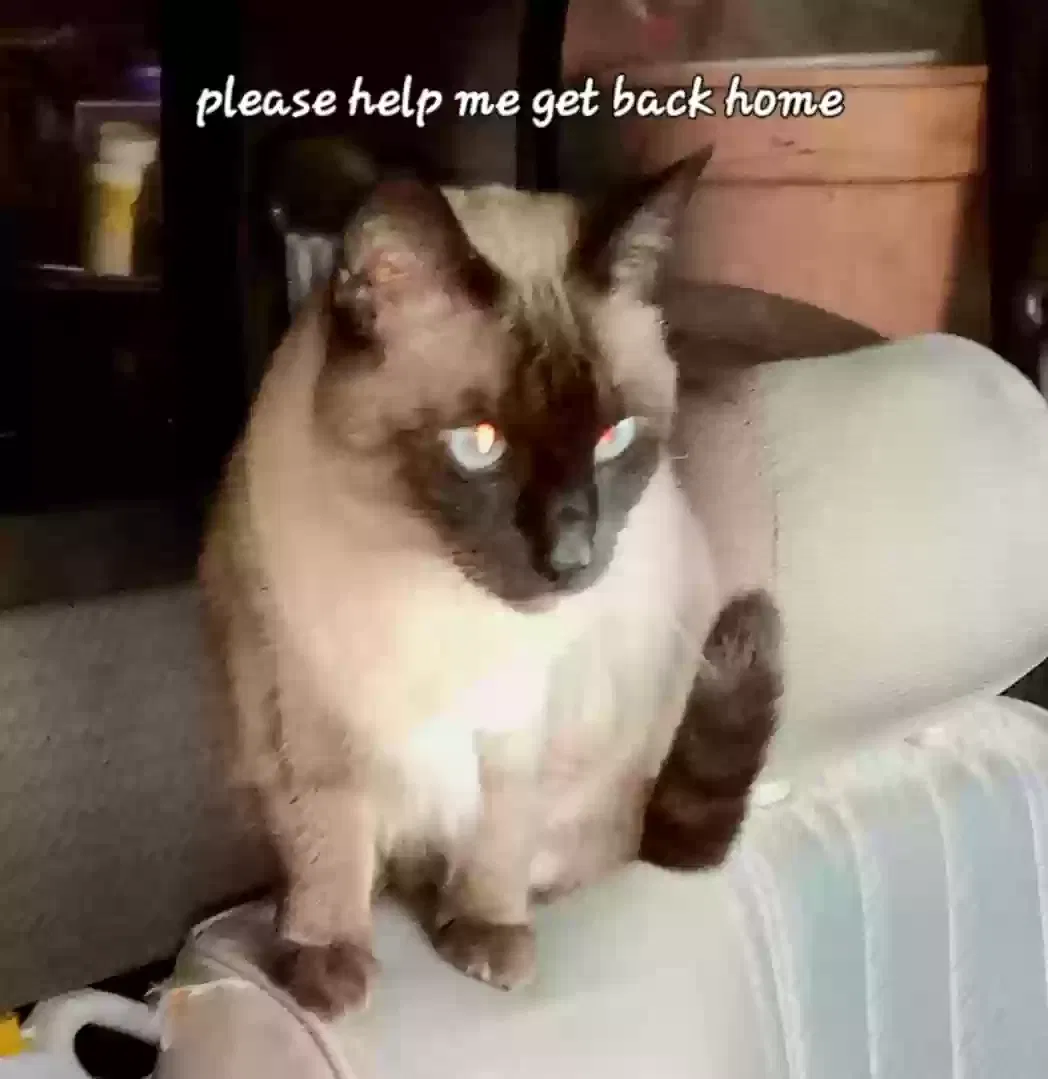 Lost cat in San Jose, CA, 95135