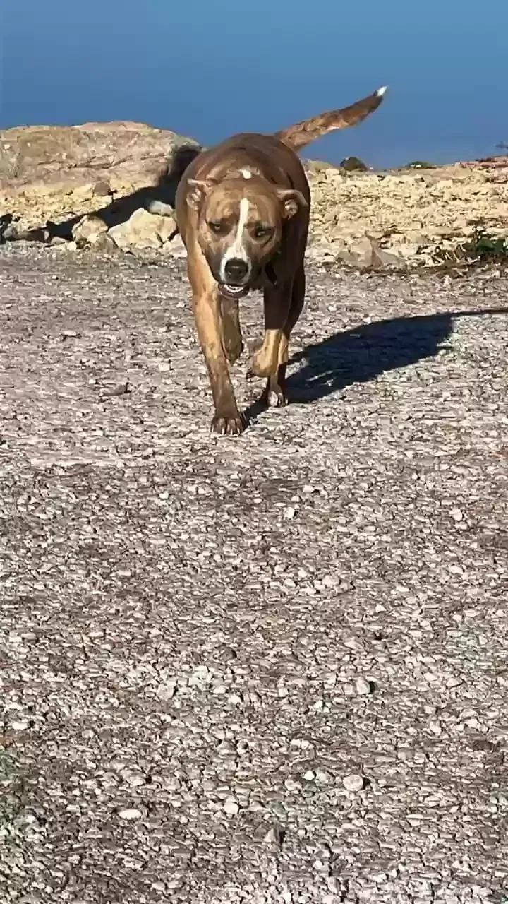 Found dog in Soddy Daisy, TN, 37379