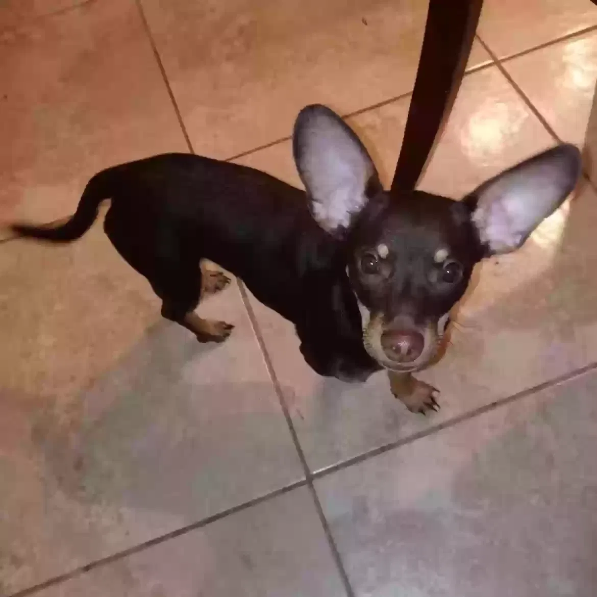 Lost dog in Houston, TX, 77039