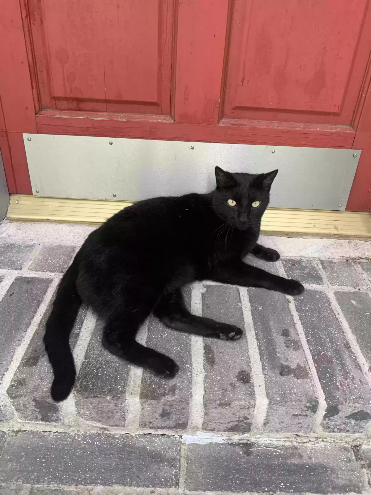 Lost cat in Friendswood, TX, 77546