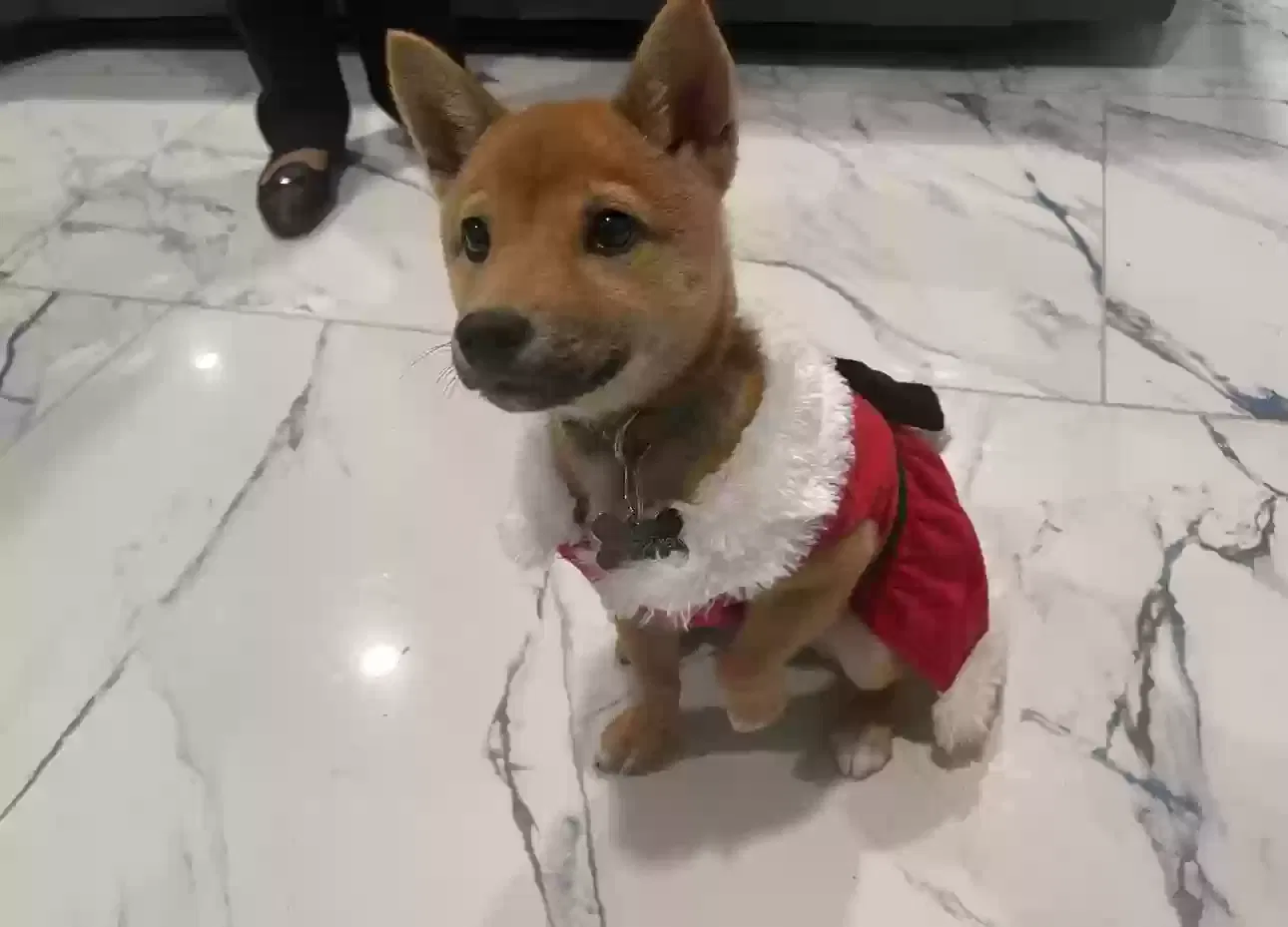 Lost dog in Kissimmee, FL, 34741