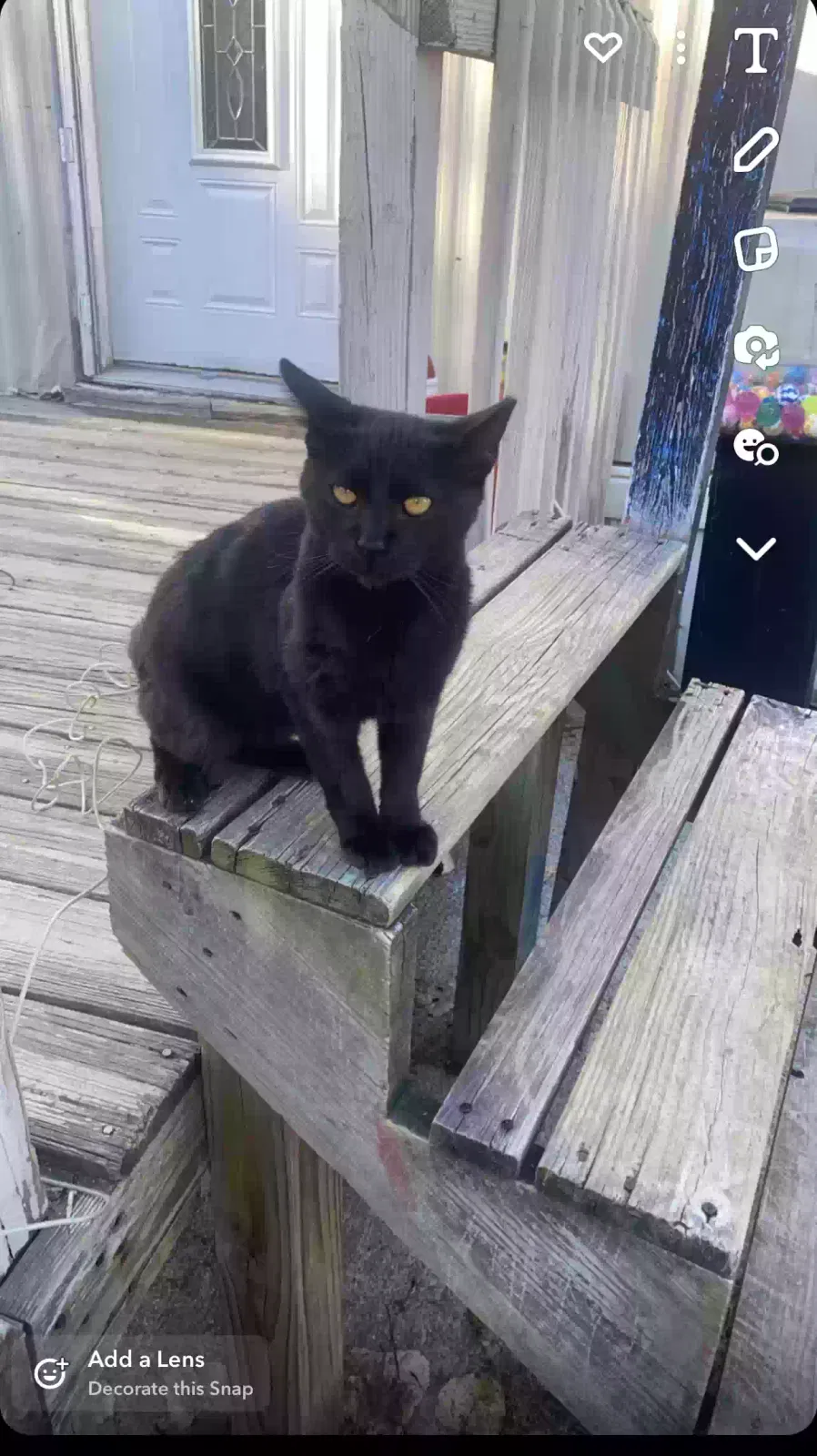 Lost cat in Hamilton, OH, 45011