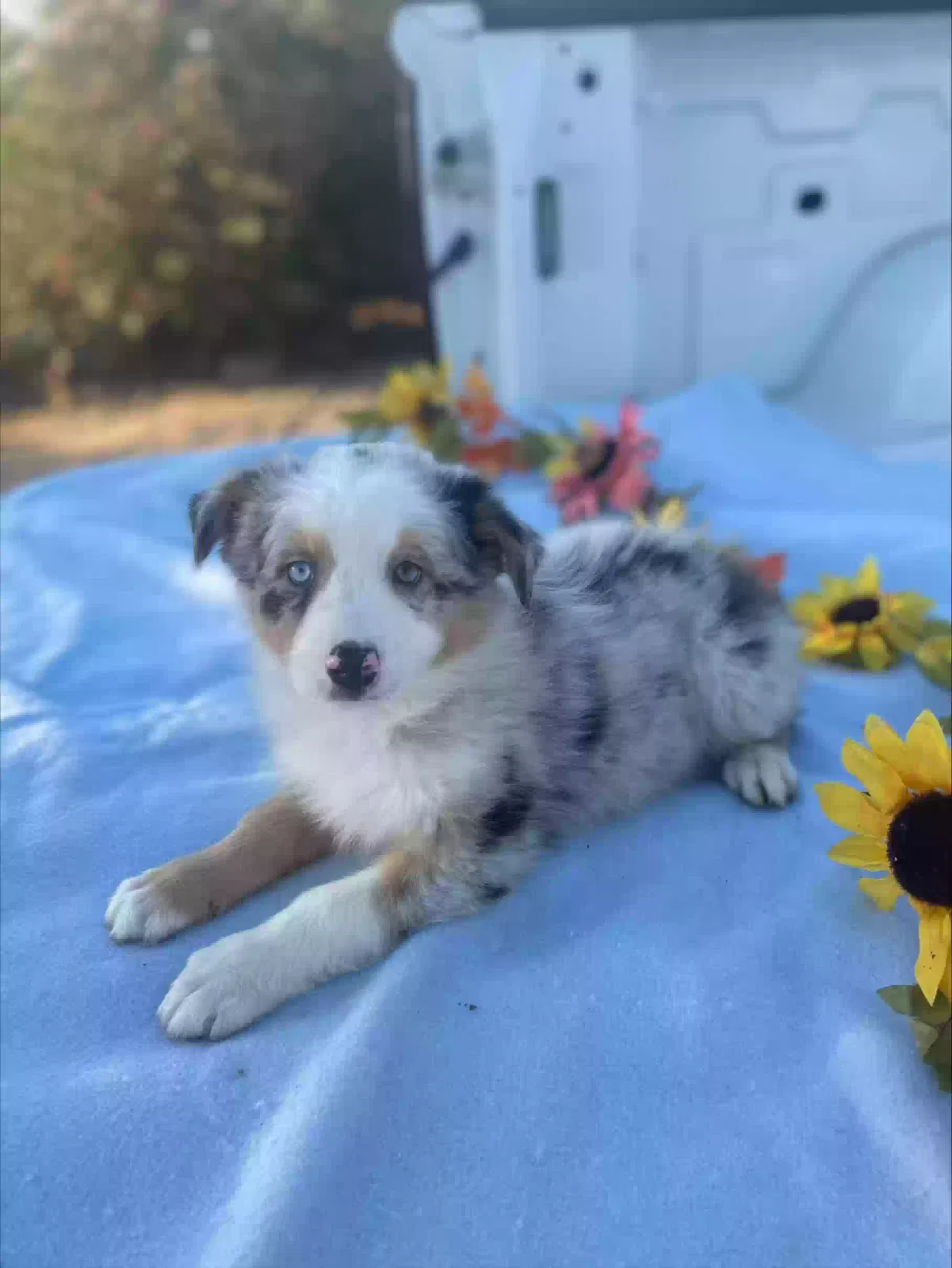Lost dog in Silver Springs, NV, 89429
