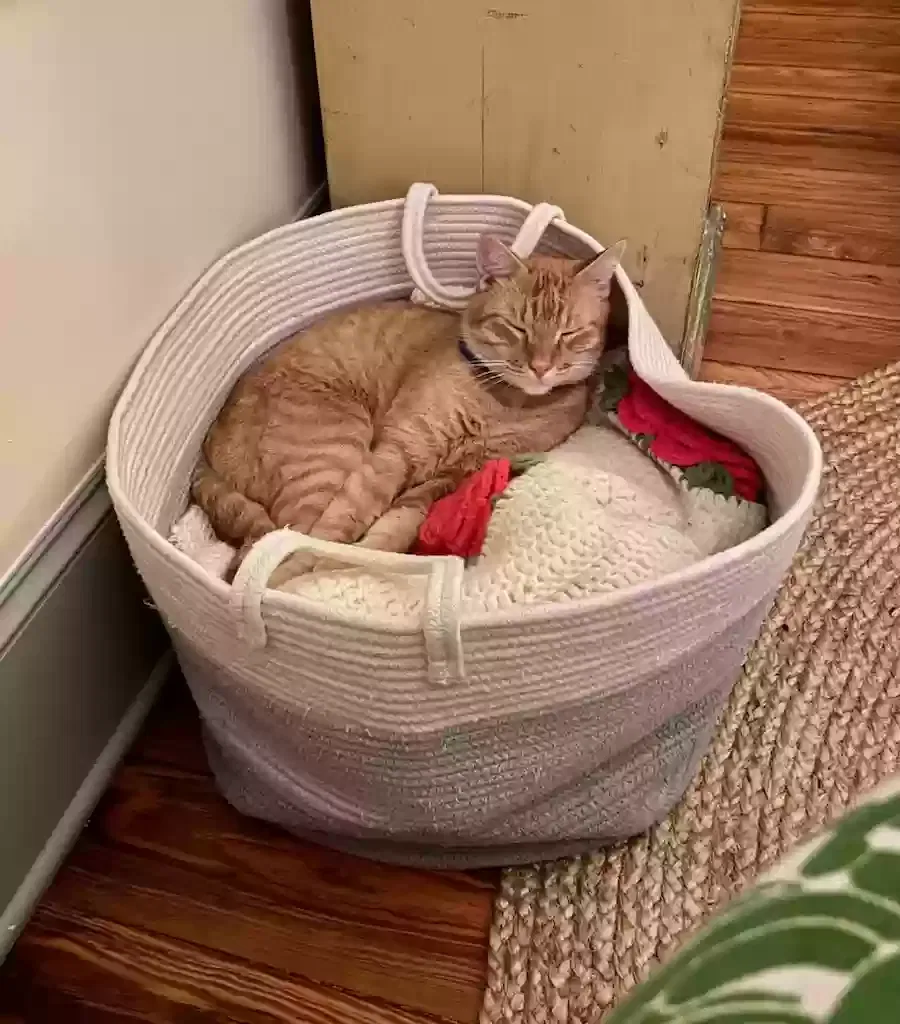 Lost cat in Houston, TX, 77007