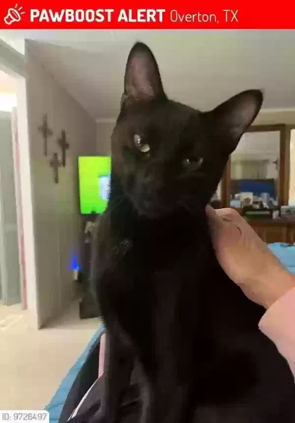 Lost cat in Overton, TX, 75684