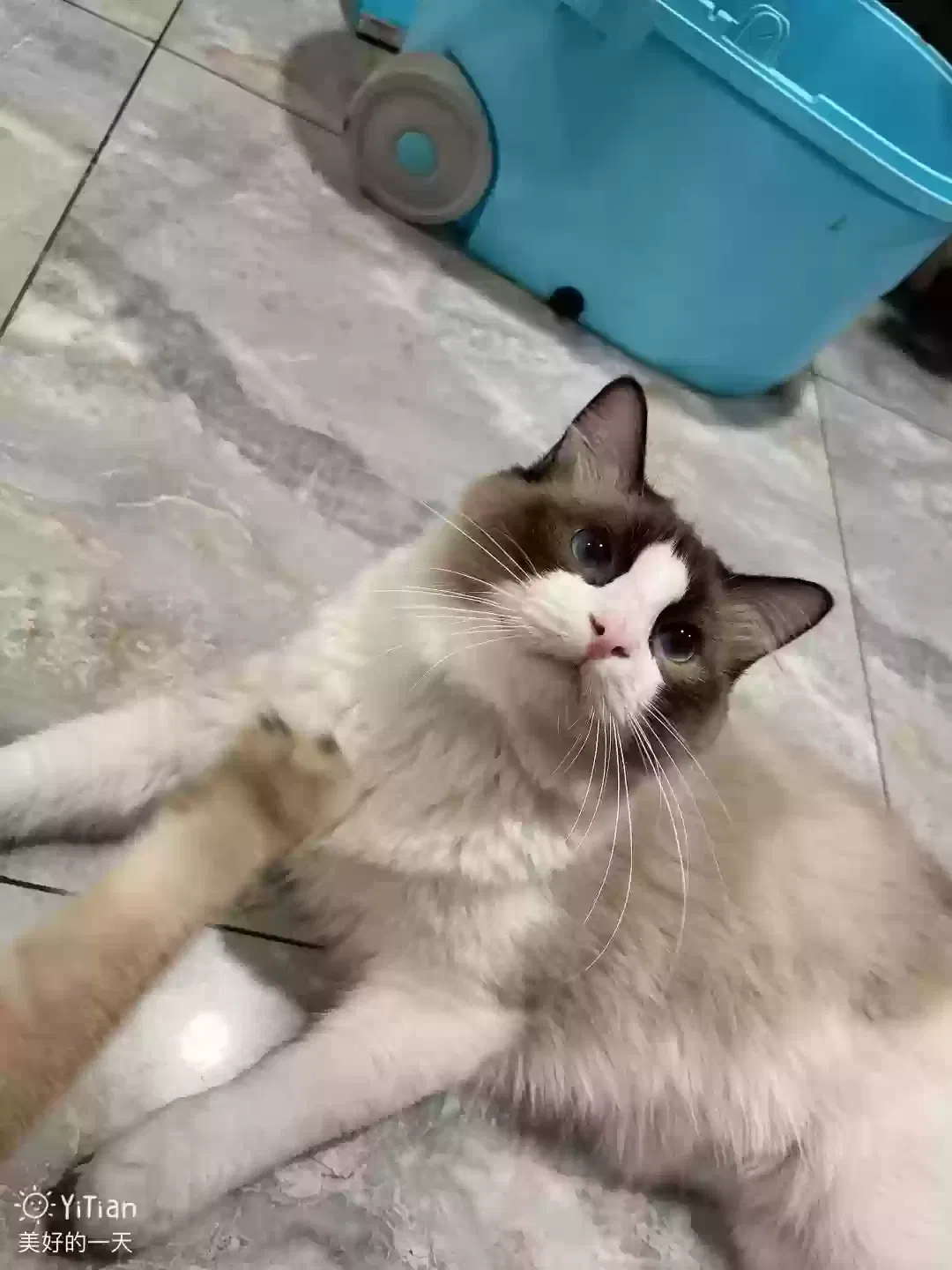 Lost cat in Staten Island, NY, 10312