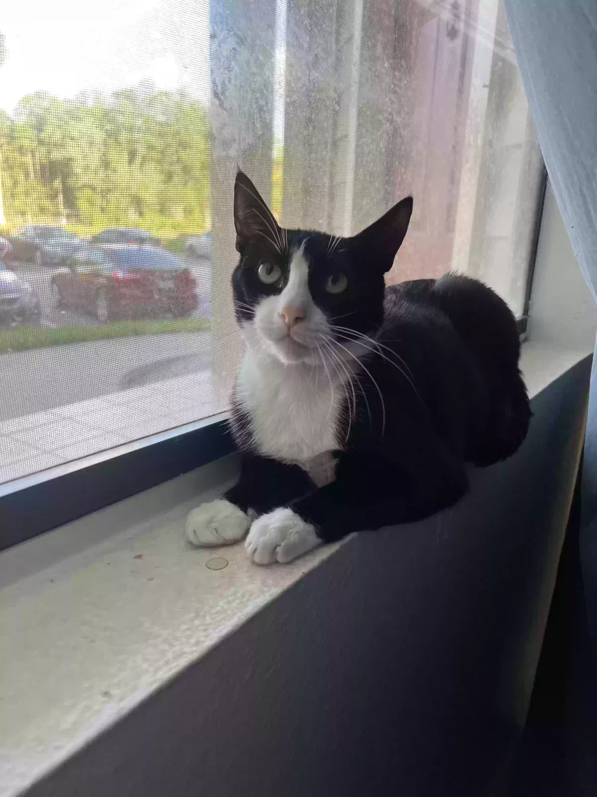 Lost cat in Hope Mills, NC, 28348