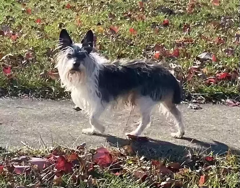 Found dog in Batavia, OH, 45103
