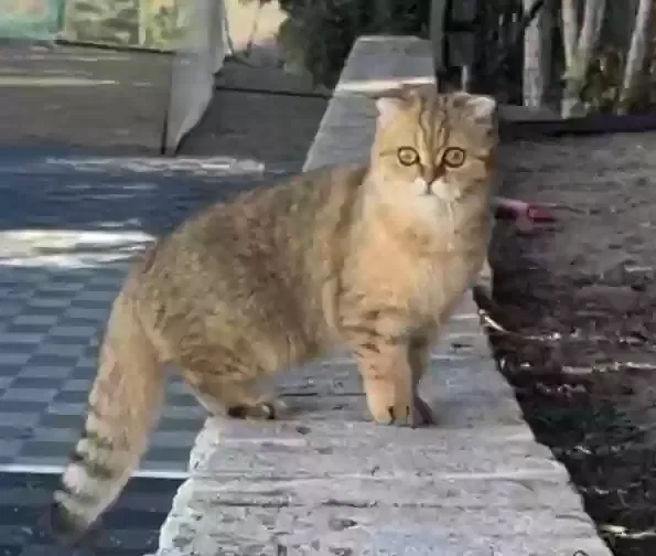 Lost cat in Chula Vista, CA, 91910
