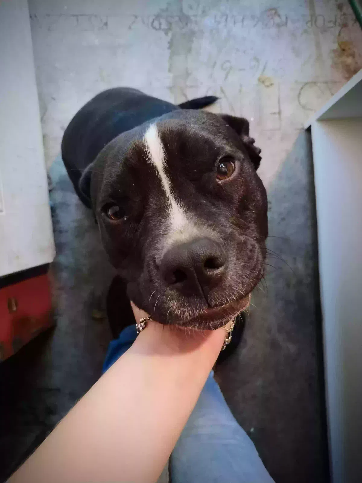 Lost dog in Tulsa, OK, 74115