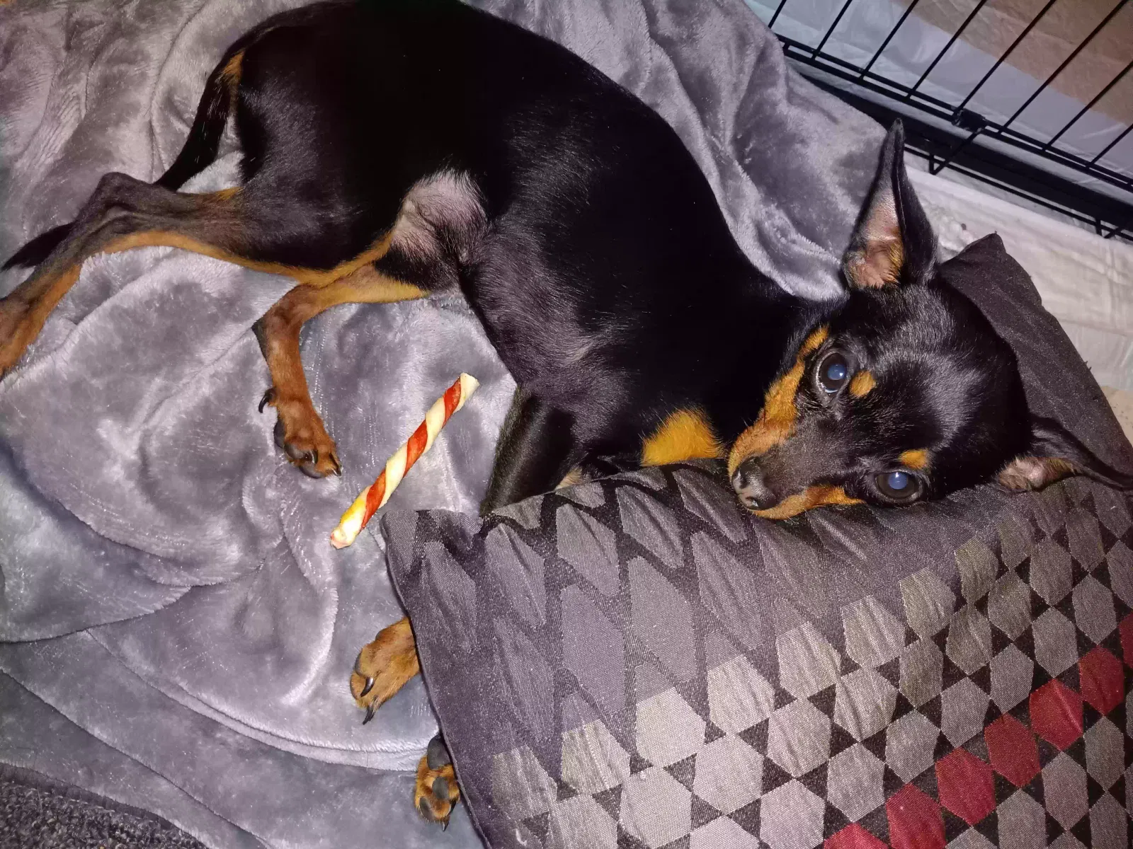 Lost dog in Denver, CO, 80236