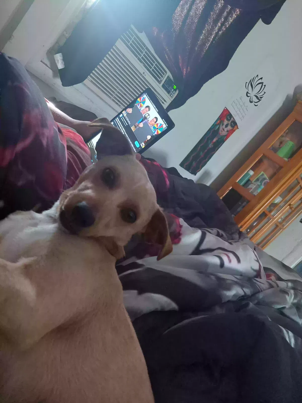 Found dog in Holiday, FL, 34691