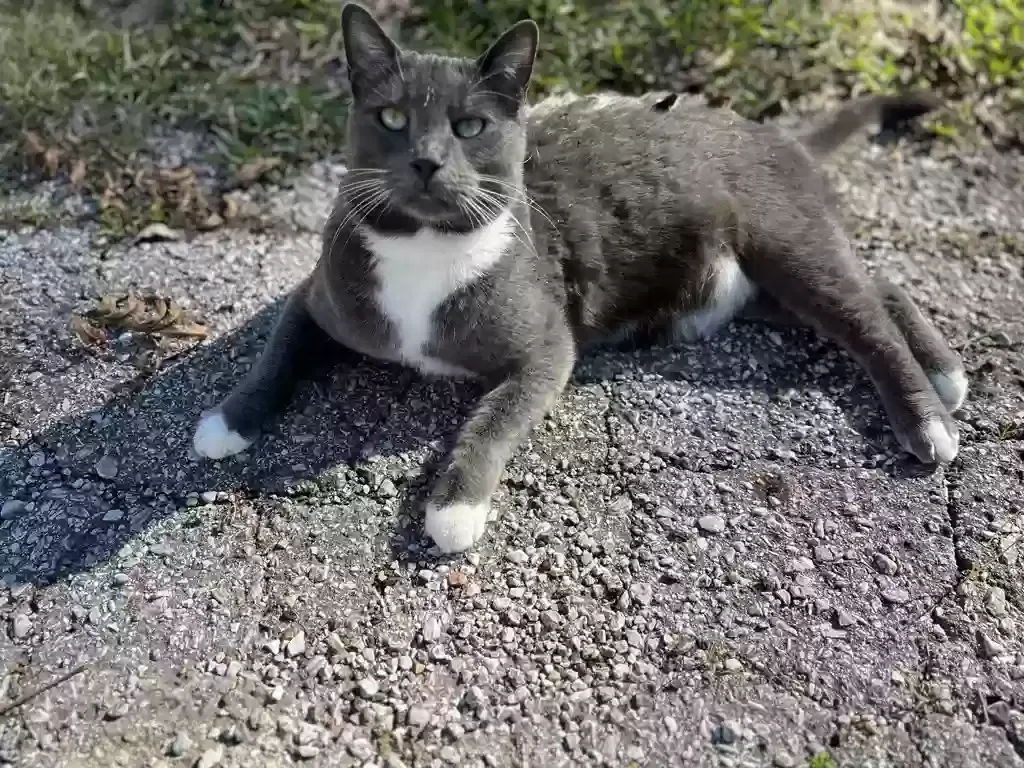 Lost cat in Lancaster, TX, 75146