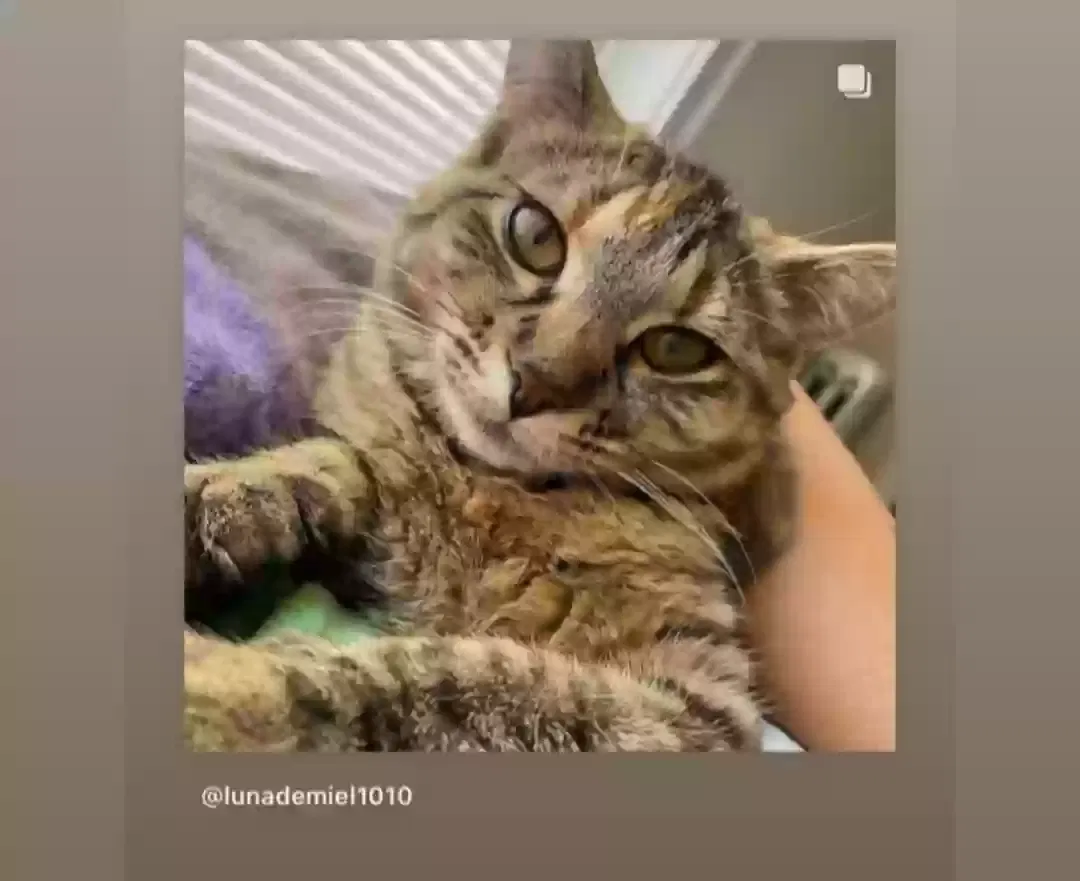 Lost cat in Chicago, IL, 60660