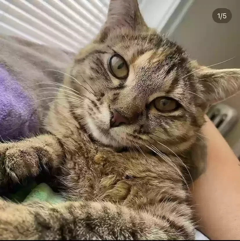 Lost cat in Chicago, IL, 60660