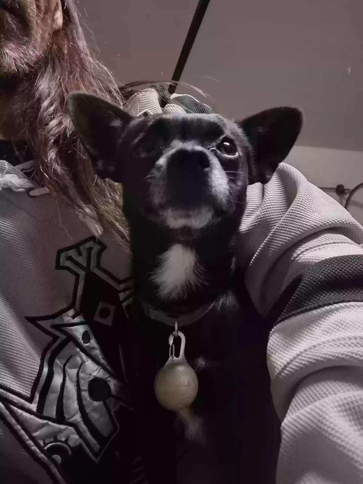 Lost dog in Phelan, CA, 92371
