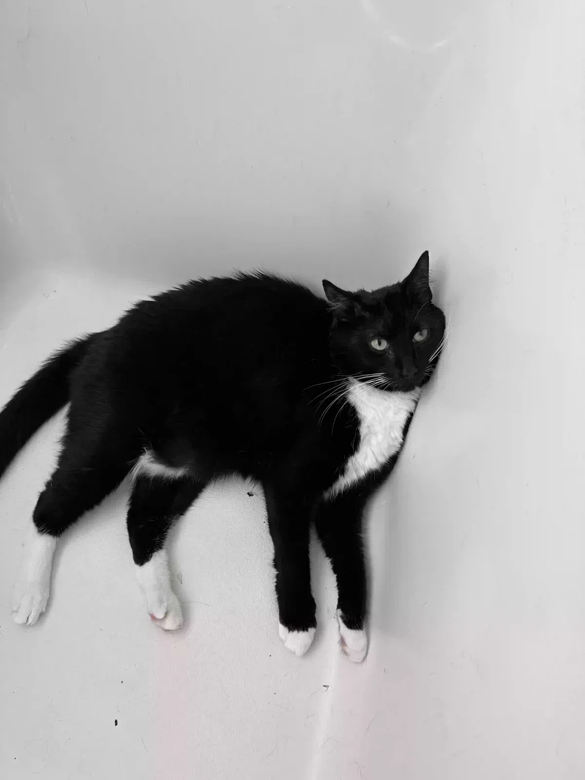 Lost cat in Marietta, GA, 30008