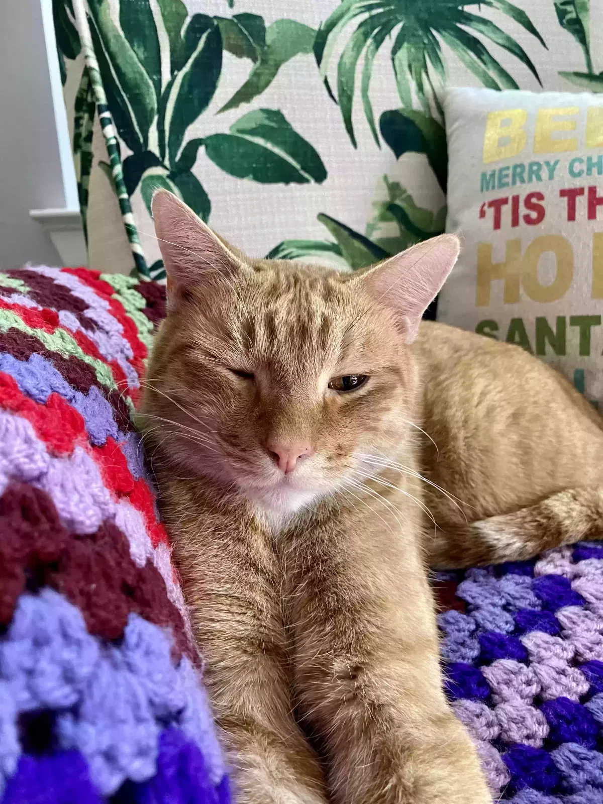 Lost cat in Houston, TX, 77007
