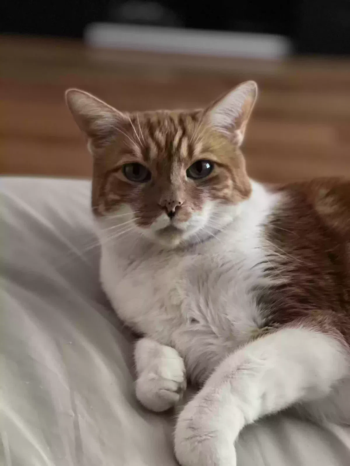 Lost cat in Las Vegas, NV, 89139