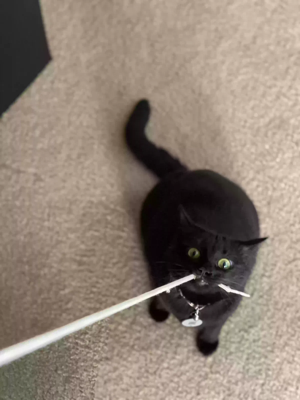 Lost cat in San Antonio, TX, 78245
