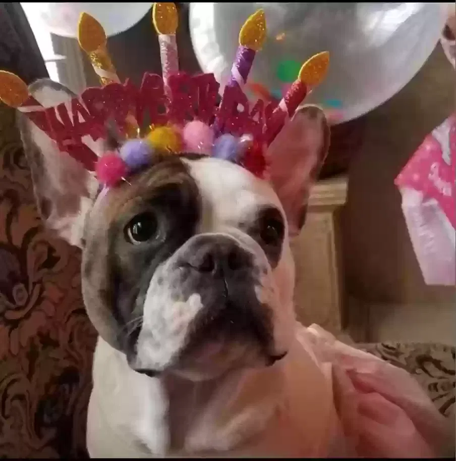 Lost dog in Denver, CO, 80249
