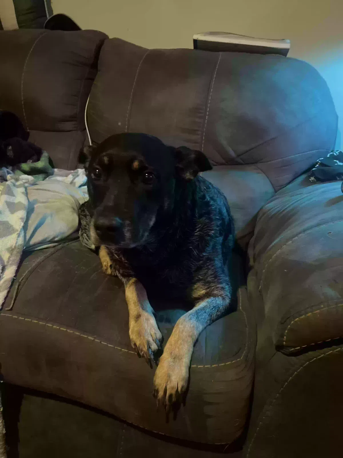 Found dog in Sherwood, AR, 72120