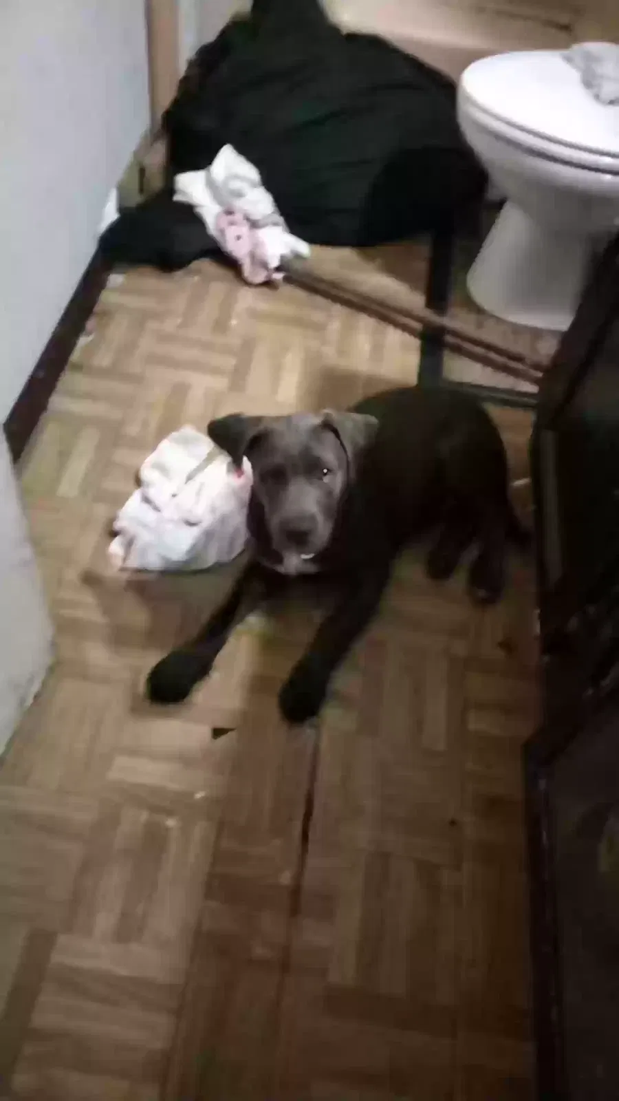 Lost dog in Zephyrhills, FL, 33540