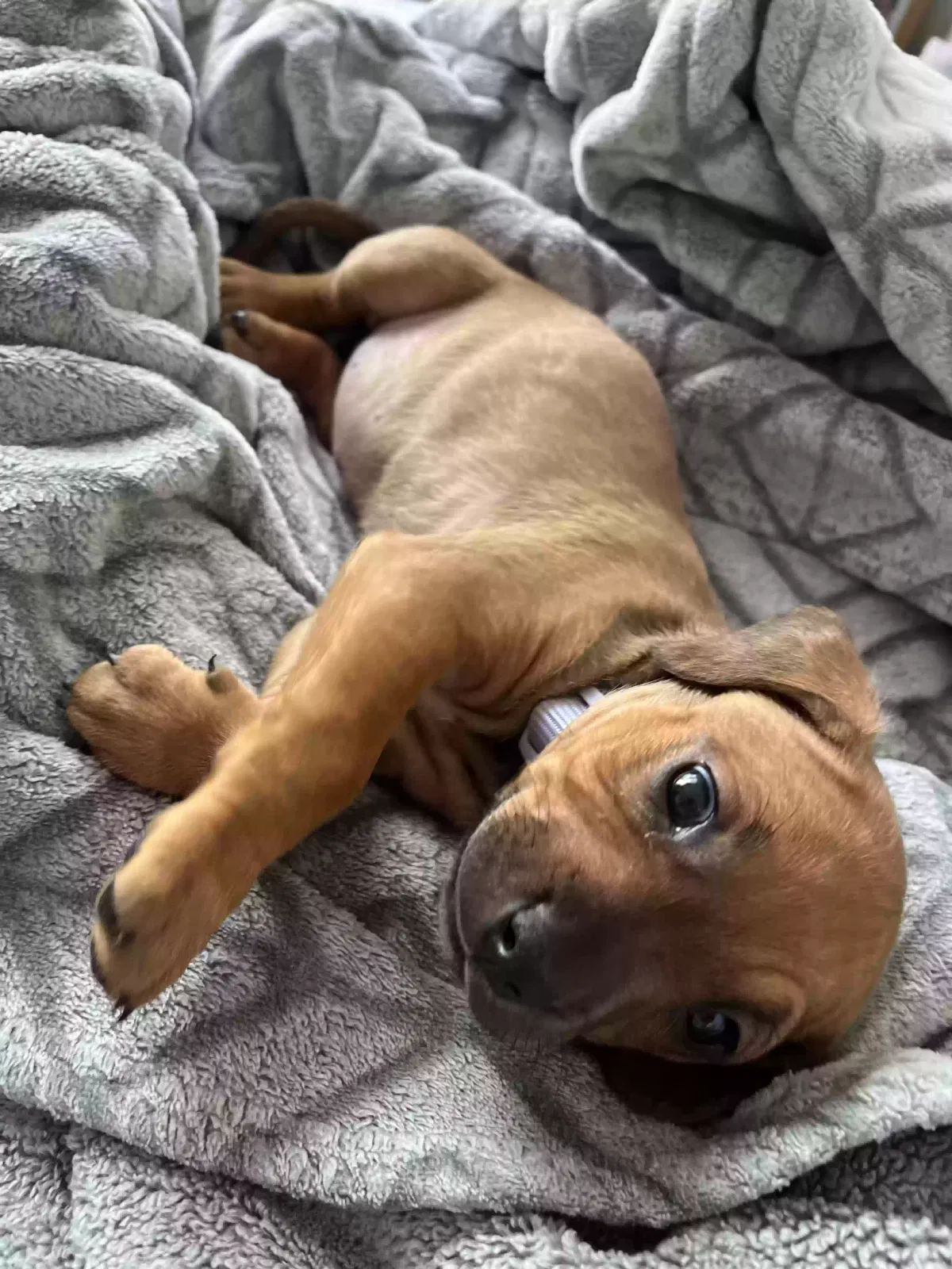 Lost dog in Rockford, IL, 61114