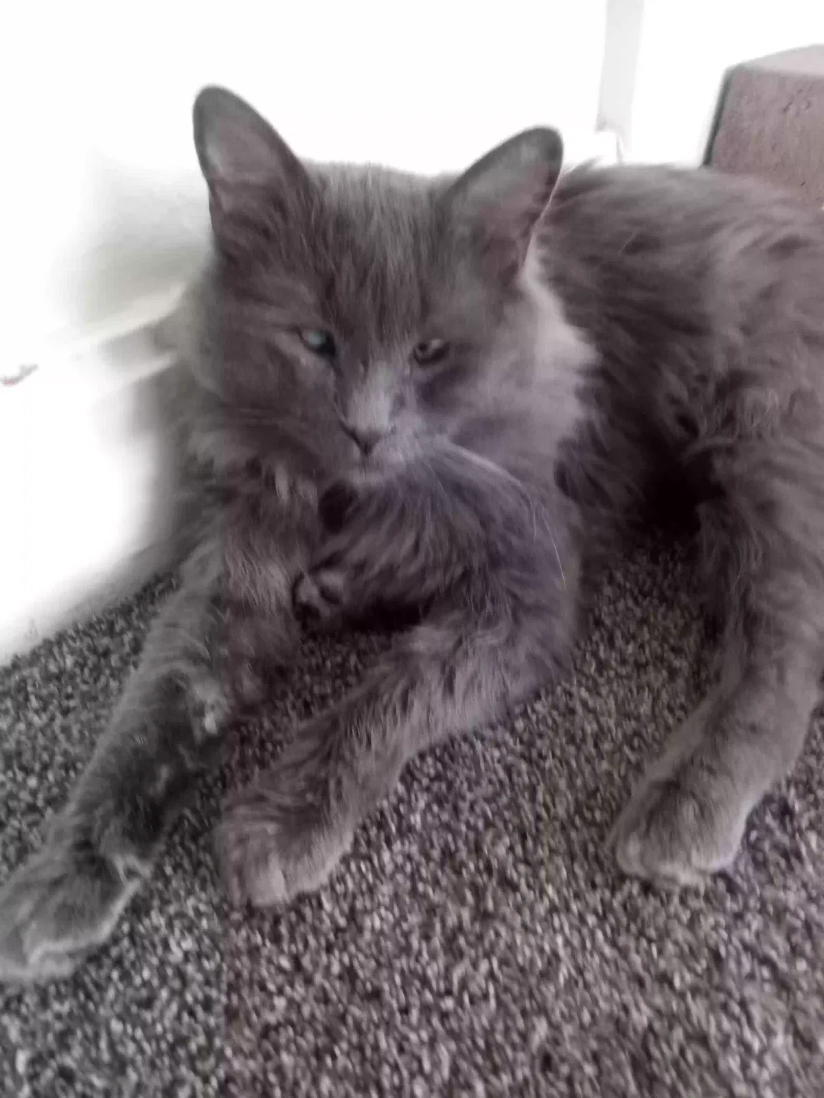Lost cat in Burnsville, MN, 55337