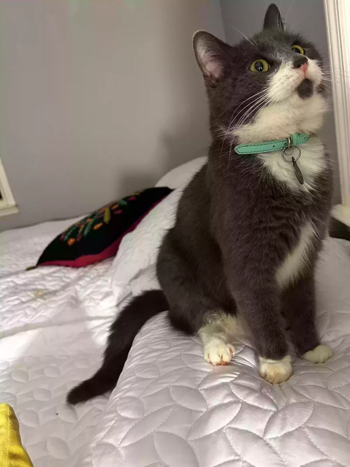 Lost cat in Raleigh, NC, 27607
