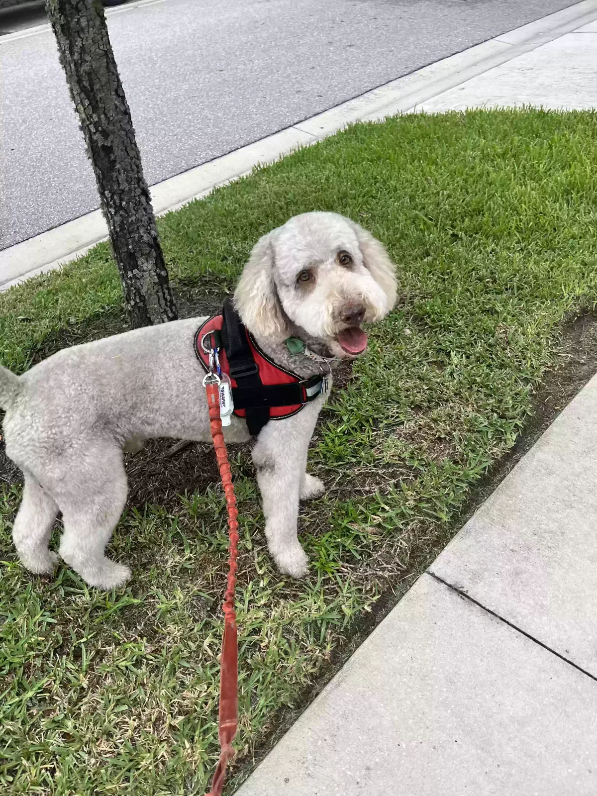 Lost dog in Hanceville, AL, 35077