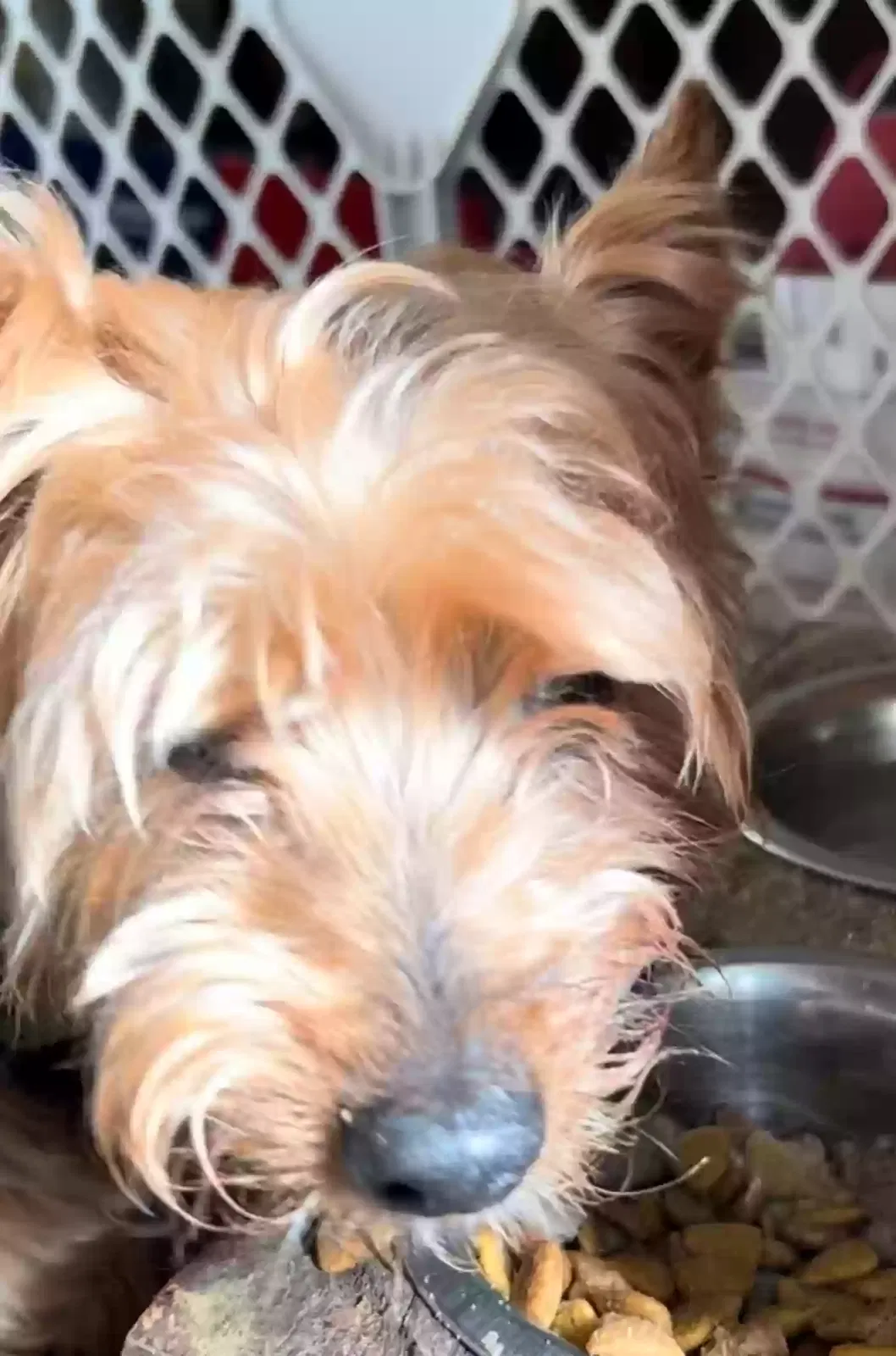Lost dog in East Stroudsburg, PA, 18301