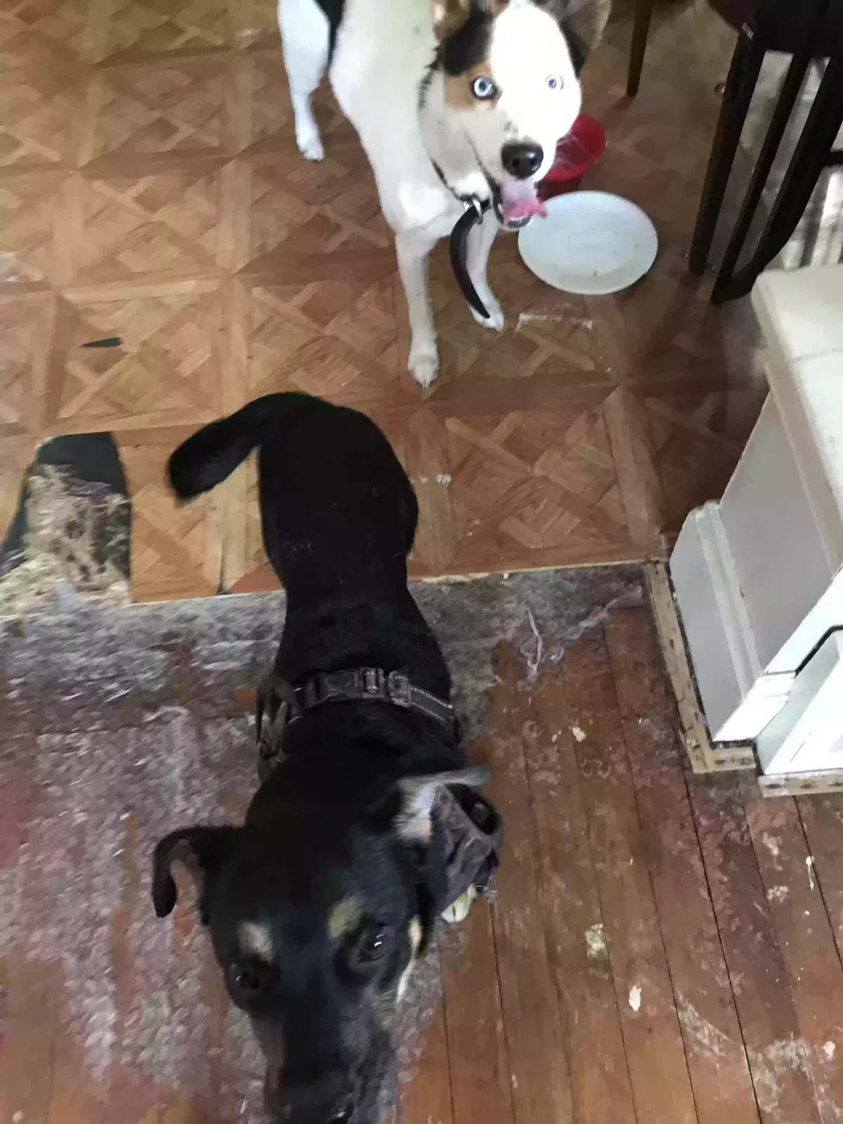 Found dog in Cleveland, OH, 44109