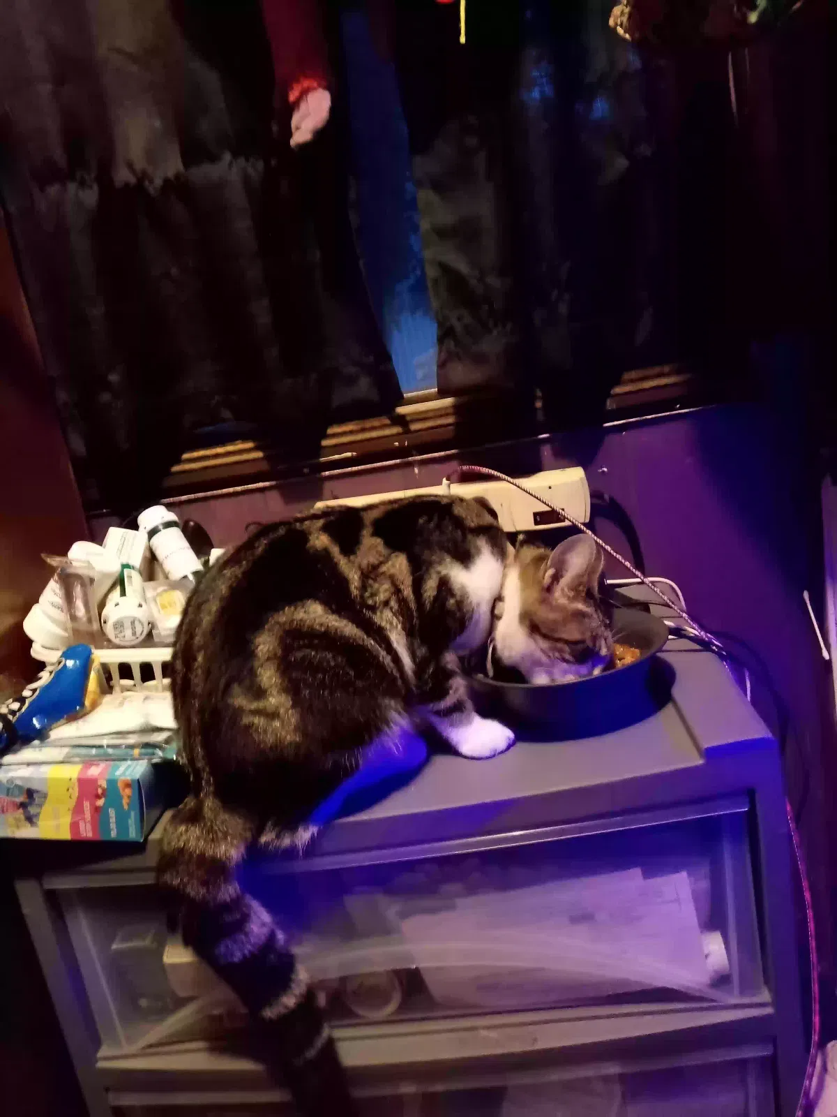 Lost cat in Pittsburg, KS, 66762
