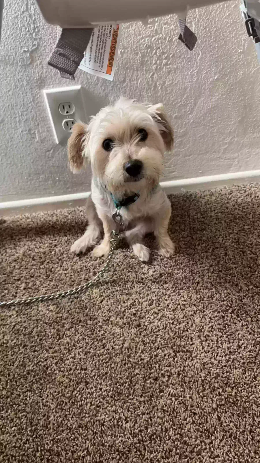 Lost dog in Anaheim, CA, 92801
