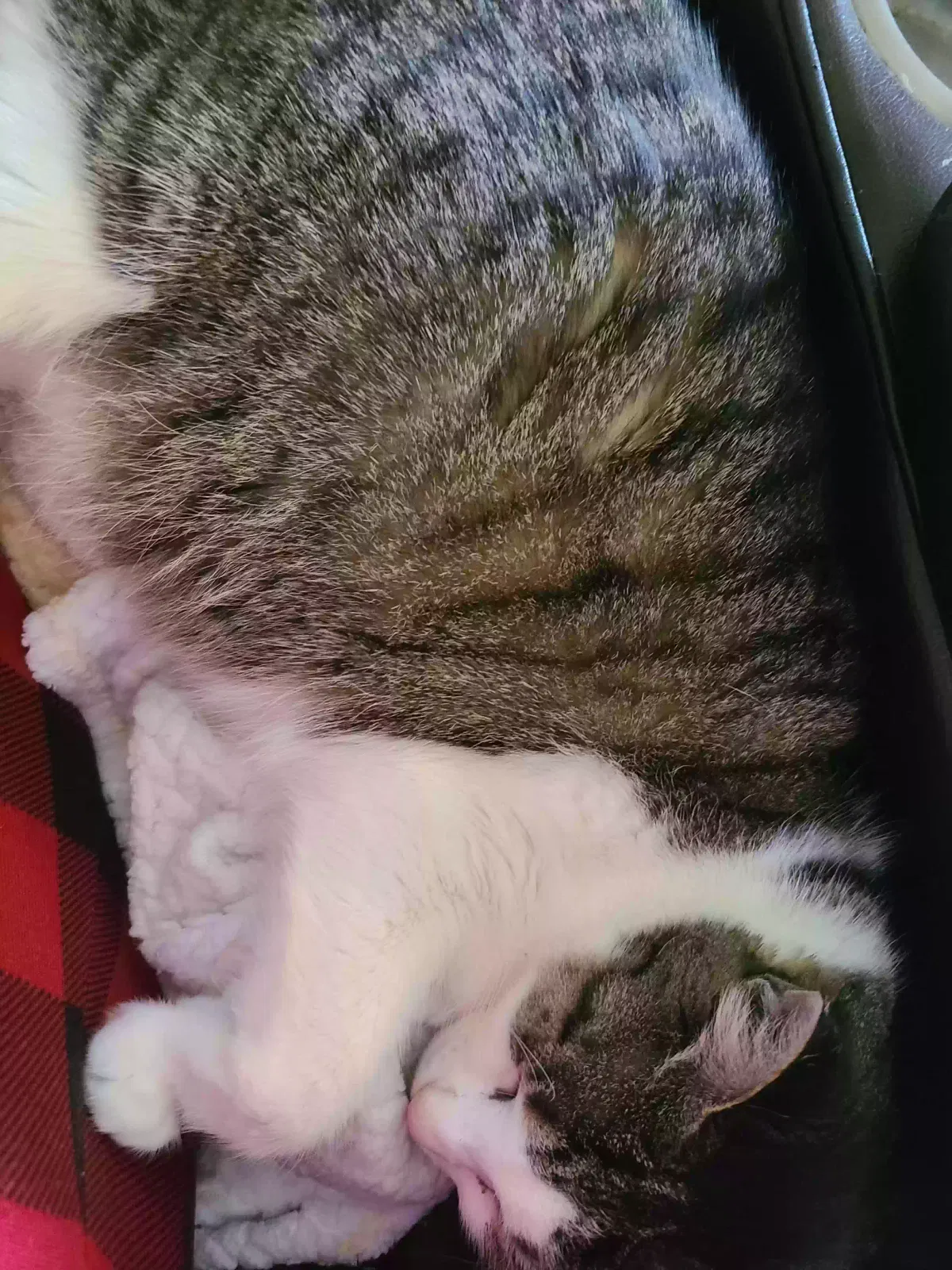Lost cat in Kyle, TX, 78640