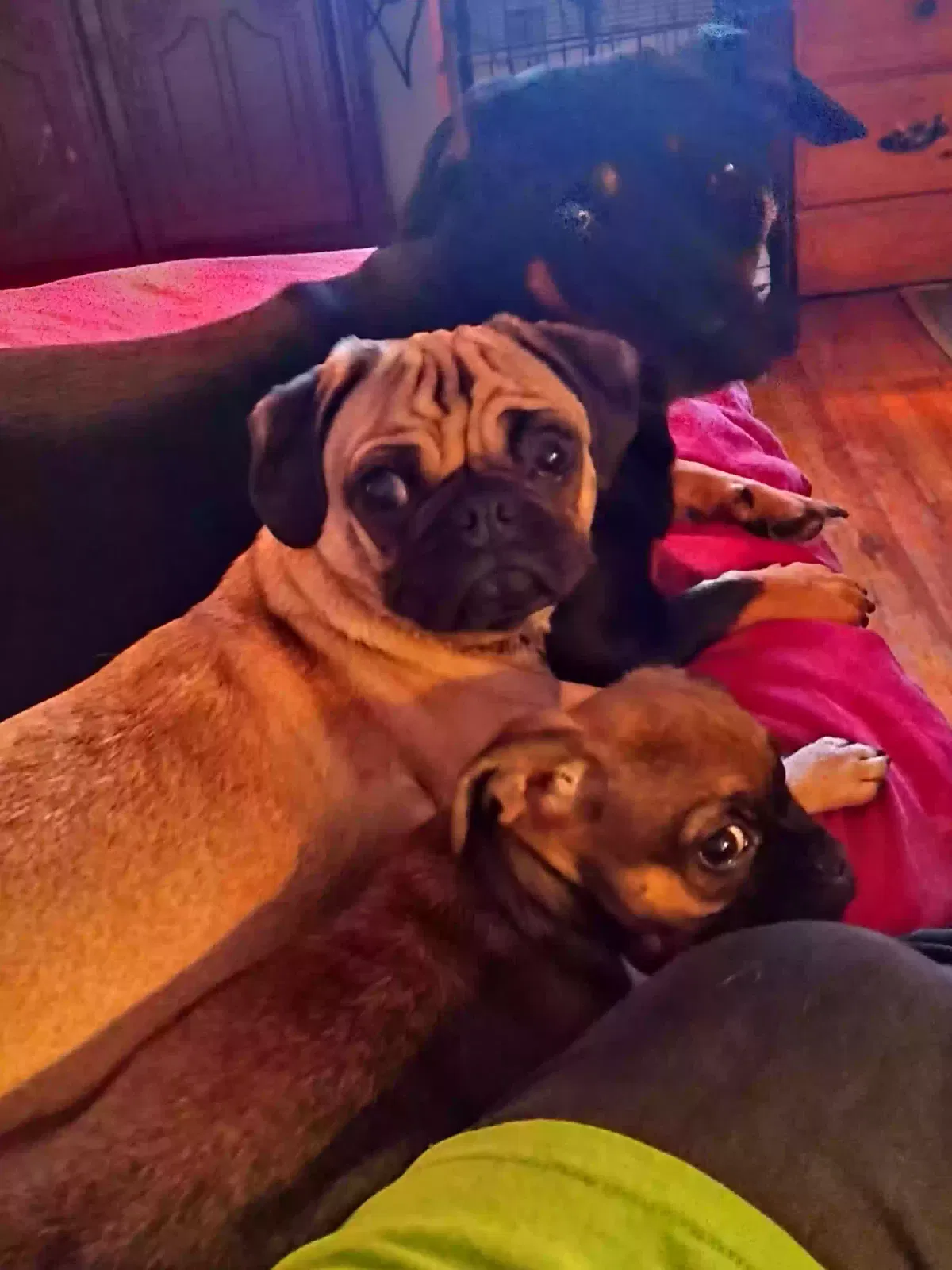 Lost dog in Albuquerque, NM, 87106