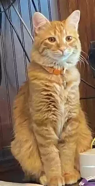 Lost cat in Lawton, OK, 73505