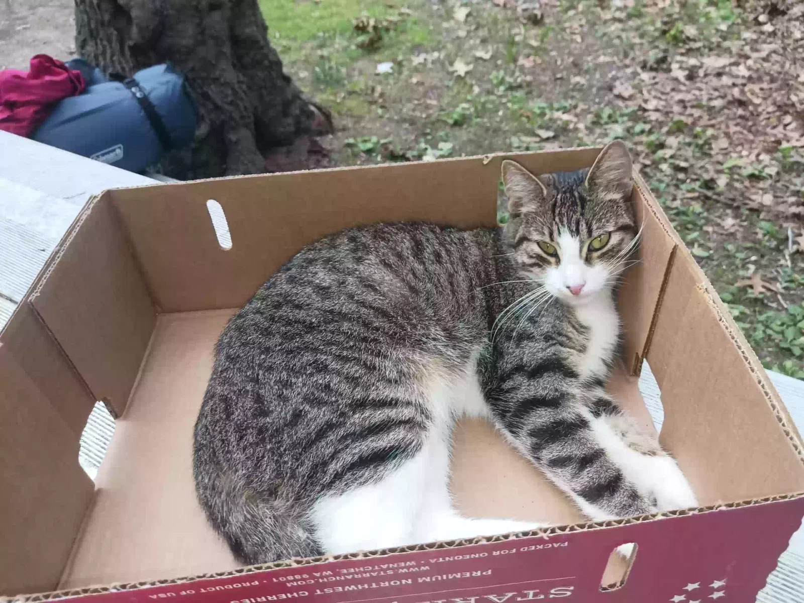 Lost cat in Brentwood, NY, 11717