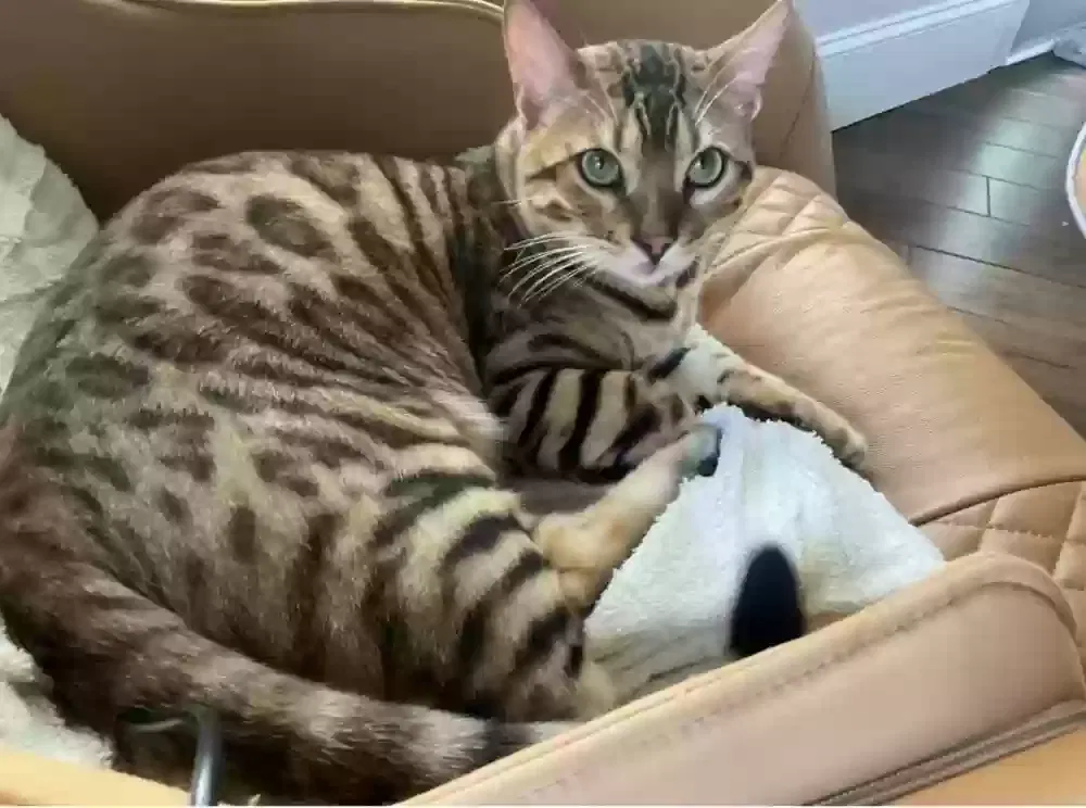 Missing Cat
